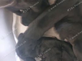 Cane corso puppies all black with white chest markings