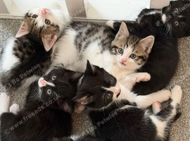Cute friendly kittens