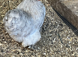Pekin bantam hen