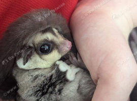 sugar gliders