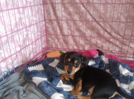 Jack Russell x dachshund