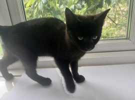 One Girl 10 Week Old Kitten.