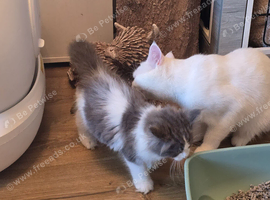 Mainecoon x british shorthair