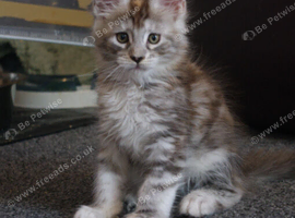 6 stunning Mainecoon