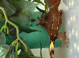 Crested gecko