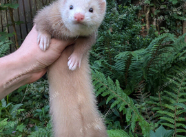 Ferret part angora