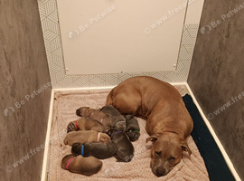 Cane corso X puppies