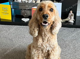 Golden show cocker spaniel