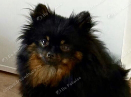 Pomeranian
