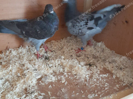 Pair of raceing pigeons