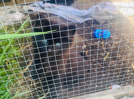 Black Kittens for sale