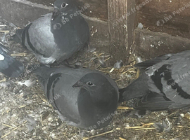 Baby racing pigeons
