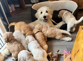 Beautiful golden doodle puppies 4 sale
