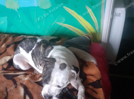 Female American Bulldog for rehome.