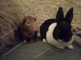 Lovely guinea pig