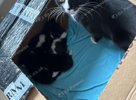 Beautiful Kittens &ndash;black and white kittens  4 Girls & 1 Boy &ndash; Ready from 16th September