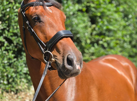 17.1hh Homebred Waldo van dungen gelding