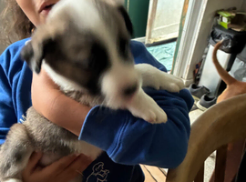 Puppy available