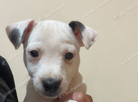 Traditional Jack Russell pups