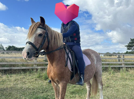 13 yr old looking for part loan horse