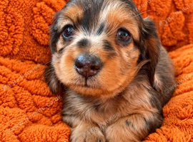 Longhaired MIniature Dachshund Puppies