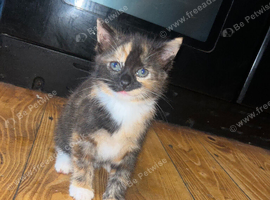 Beautiful kitten ready for new home