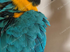 Beautiful pair blue and gold Macaws 5 & 6 years old