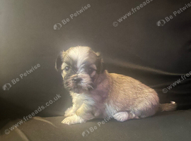 Lhasa apso cross shitzu pup 1 available