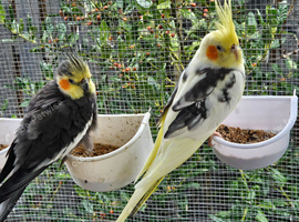Cockatiels