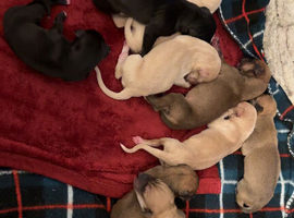 Saluki x whippet x greyhound puppies
