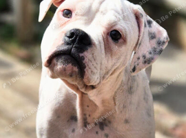 Dorset olde tyme bulldog