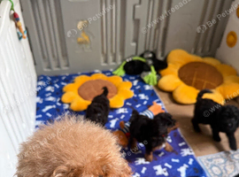 Small miniature poodle puppies