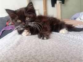 Kitten