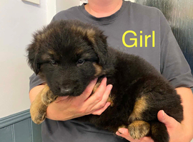 KC German shepherd puppies