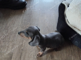 Miniature  Dachshund puppy for sale