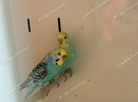 Pair of Budgies