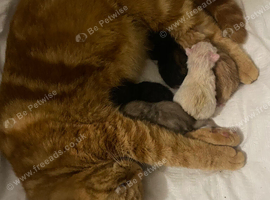 Ragdoll x kittens