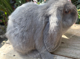 Mixed litter french lop kits