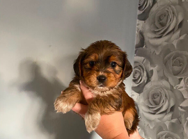 Jack Russell puppies