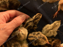 coturnix quail / Japanese Quail