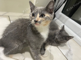 2 Grey Kittens for sale