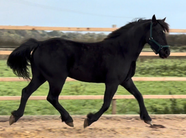 Black 4 year old Welsh section D gelding