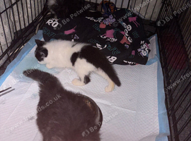 3 female kittens