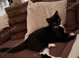 8 month old male kitten