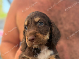 Cocker spaniel cross toy poodle puppy&rsquo;s for sale