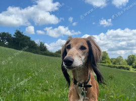 7 year old saluki