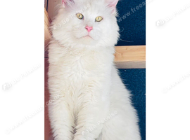 STUD maine coon