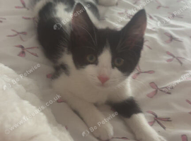 kitten needs to go asap