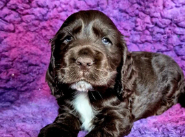 Show type Cocker Spaniel pups