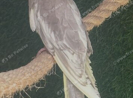 1x lutino cockatiel chicks